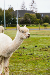 White alpacas on a farm in New Zealand  