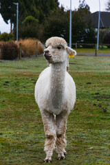 White alpacas on a farm in New Zealand  