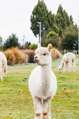 White alpacas on a farm in New Zealand  