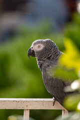 grey parrot on a branch