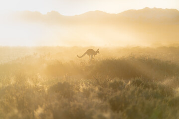 Wild kangaroo in morning light in Australia