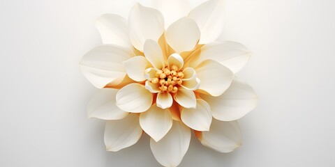 A top view of a flower on a white background and nothing else