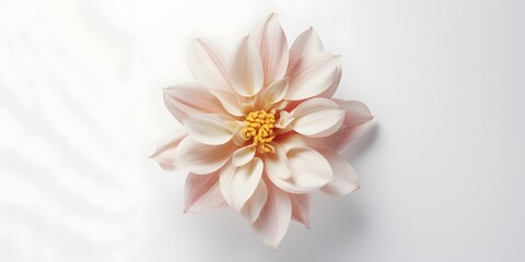 A top view of a flower on a white background and nothing else