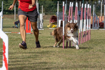 Border collie dog breed tackles slalom obstacle in dog agility competition. Stimulated by the...