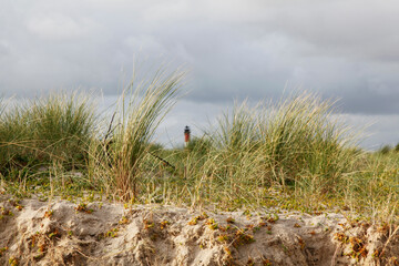 Strandhafer auf Sylt mit Leuchtturm von Hörnum