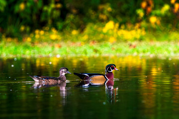 Pair of Wood Ducks paddling across a calm lake surface.