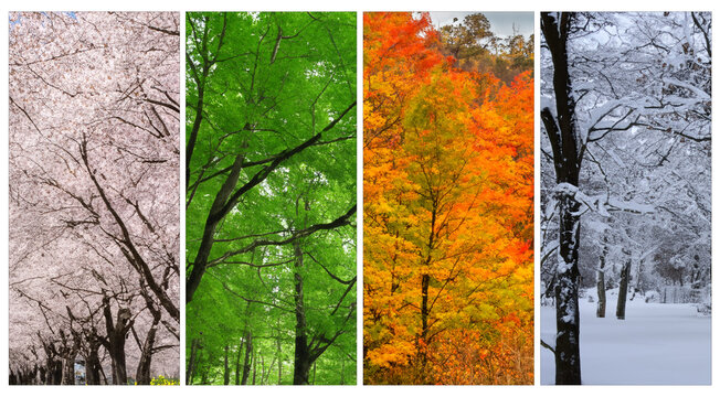 春夏秋冬 Immagini - Sfoglia 7,132 foto, vettoriali e video Stock