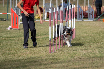 The australian shepard dog breed faces the hurdle of slalom in dog agility competition. Stimulated...
