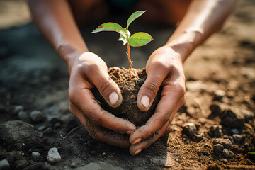 Hands holding seedlings in dry soil. Global Warming.