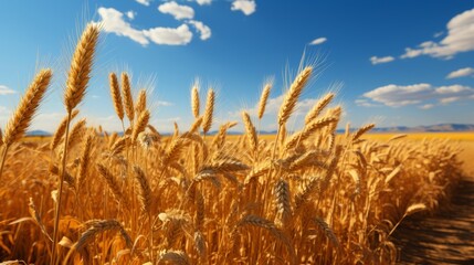 Nature's golden symphony comes to life as endless fields of wheat sway under the vast blue sky, a harmonious blend of outdoor beauty and agricultural wonder - obrazy, fototapety, plakaty