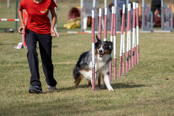 Australian shepherd dog breed tackles slalom obstacle in dog agility competition. Stimulated by the owner.
