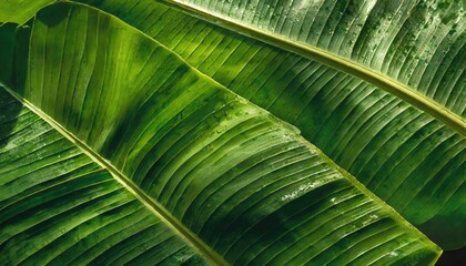 Tropical Greenery - Banana Leaf Texture, Exotic Jungle Background