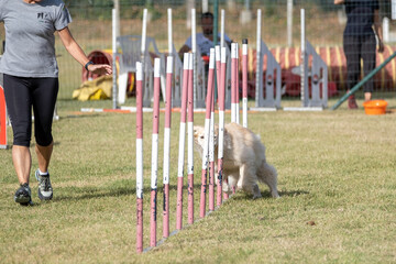 Brown colored golden retriever dog breed tackles slalom obstacle in dog agility competition....