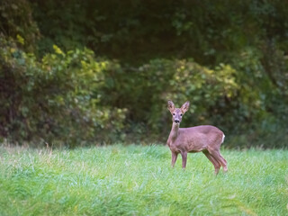 Portrait of roe deer standing on field