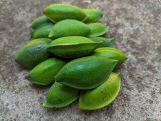 The oil in ketapang seeds has the effect of being a laxative and facilitating breast milk, the tannins in the bark have the effect of being a diuretic which can improve urine flow and treat hepatitis