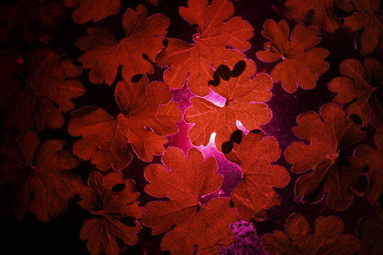 Hojas de Trifolium repens o tr&eacute;bol blanco, originaria de Europa, &Aacute;frica y Asia, perenne con hojas pecioladas y trifoliadas con flores blancas, con luz roja forma un dise&ntilde;o abstracto