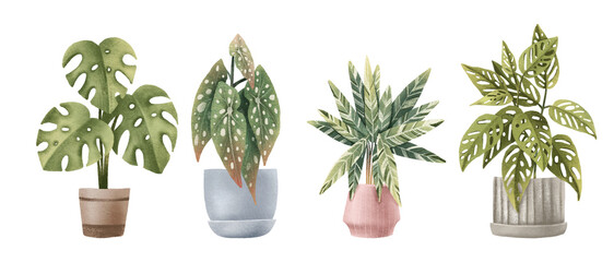 tropical exotic plants. Houseplants in pots. House plants. Monstera, stromanthe, monstera monkey, calathea, begonia maculata
