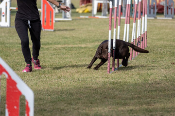 Brown colored labrador retriever dog breed tackles slalom obstacle in dog agility competition....