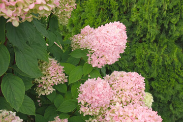 Hydrangea paniculata and conifer. Beautiful Garden path made of natural stones, gravel. Huge landscaping trend. Lawn, shrubbery in the backyard. Scenic of nice landscaped. Walkway. Green home design