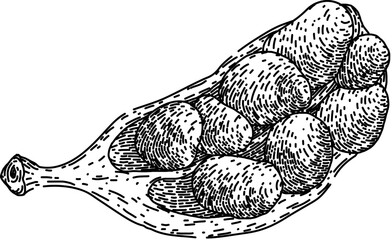 natural cardamom hand drawn. seasoning plant, food healthy, fragrant raw natural cardamom vector sketch. isolated black illustration