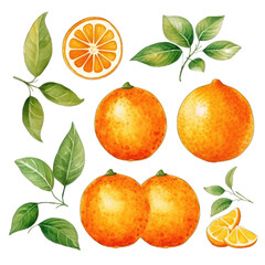 Watercolor set of oranges isolated on transparent background