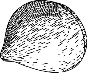 nature chestnut hand drawn. fruit chestnut, food season, nut shell nature chestnut vector sketch. isolated black illustration