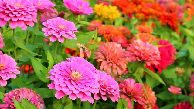Footage of Gorgeous Hot Pink Zinnia Flowers Blooming in the Field