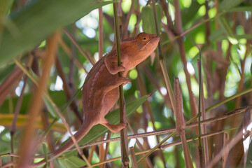 A pink coloured Panther Chameleon (Furcifer pardalis) sitting on a thin branch in Madagascar