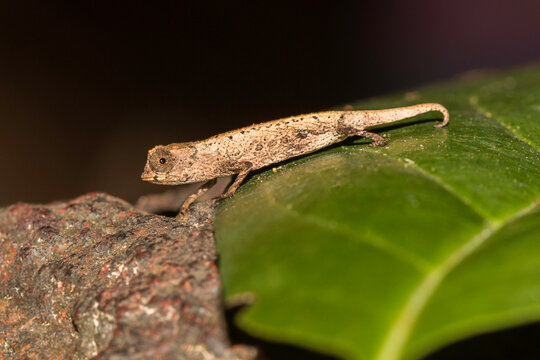 Brookesia minima is one of the smallest chameleons in the world in Madagascar sitting on a leaf