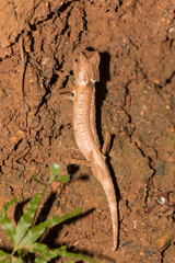 Closeup of a Plated Leaf Chameleon (Brookesia stumpffi) small brown animal that looks like a dead plant leaf
