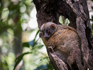 One Nosy Be Sportive Lemur (Lepilemur tymerlachsoni) sitting on a branch in a tree looking down in Madagascar