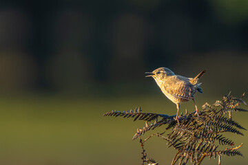 Little Wren Singing on a Bracken in richmond park