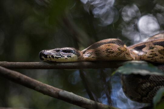 A large Madagascar Ground Boa (Acrantophis madagascariensis) curled up in a tree