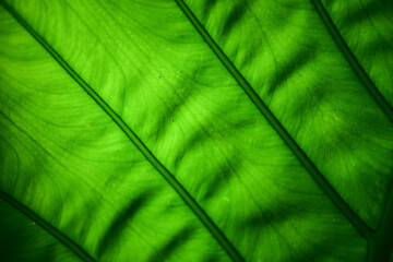 Close-up of green giant taro leaves for use in design and decoration.