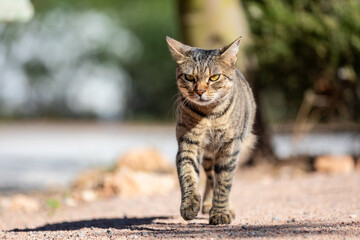 Tabby cat walking towards spectator