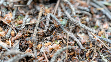 forest anthill with macro ants