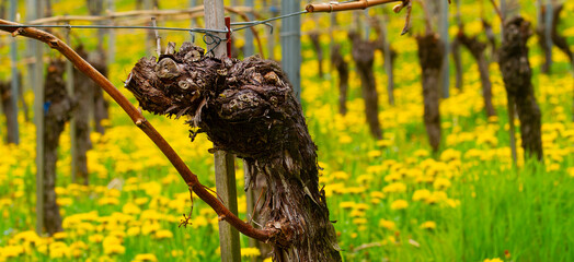 Reben Weinberge Trauben