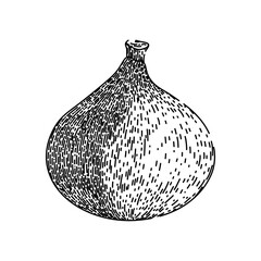 organic fig hand drawn. ingredient sweet, ripe juicy, fig raw organic fig vector sketch. isolated black illustration