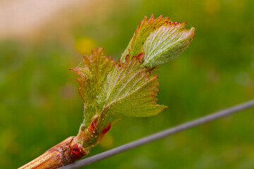 Reben Weinberge Trauben