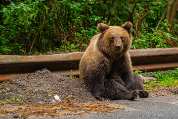 Obraz premium brown bear in the woods