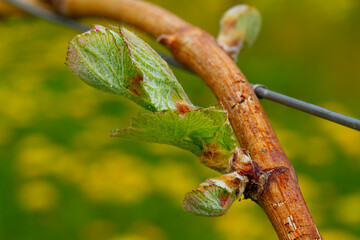 Reben Weinberge Trauben