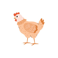 Chicken domestic bird cartoon character, flat vector illustration isolated.