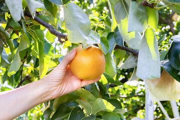 梨の収穫　梨狩り © あんみつ姫