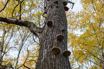 Family of tinder fungi on a tree