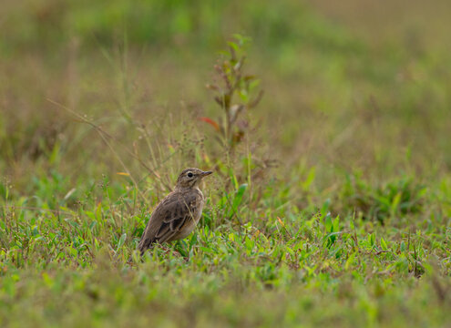 Paddy field pipit , anthus rufulus, a small passerine song bird