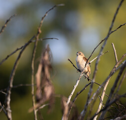 scaly breasted Munia  on branch of a tree