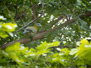 yellow footed green pigeon on a perch