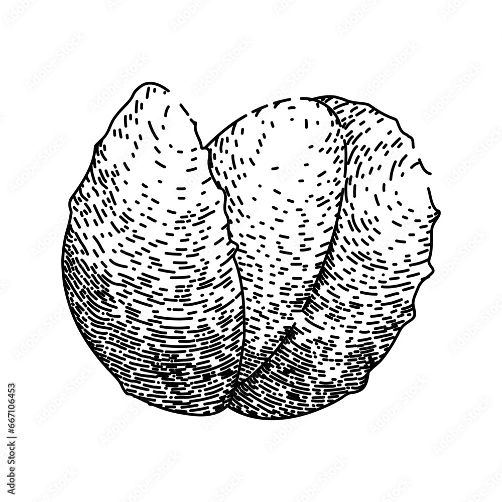 Poster fruit lychees hand drawn. asian food, lichee pink, fresh nature fruit lychees vector sketch. isolated black illustration