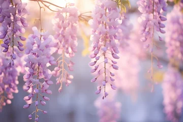 Foto op Plexiglas Blooming violet Wisteria Sinensis. Beautiful floral background © Irina