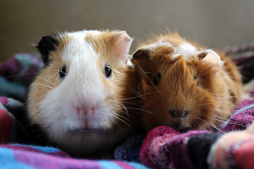 Guinea pigs are watching  - 667109429